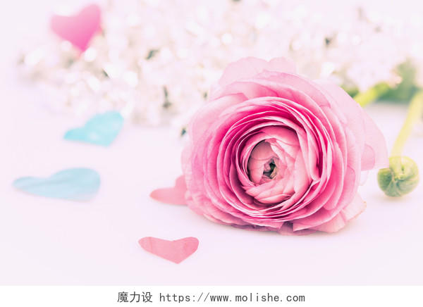 粉色背景上的花朵爱情